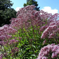 Fläckflockel 'Purple Bush', 3-pack -Hot Sale Wexthuset Store krukodlad flackflockel purple bush 1