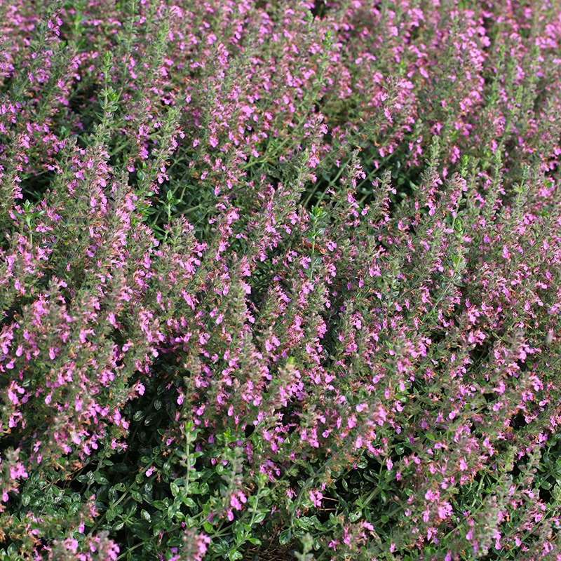 Gamander, 6-pack 3 Gamander, 6-pack