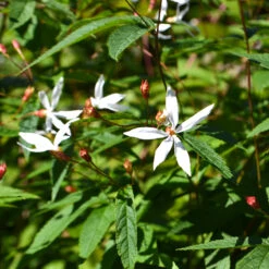 Gillenia, Trebladspira, 3-pack -Hot Sale Wexthuset Store krukodlad gillenia trebladspira 1