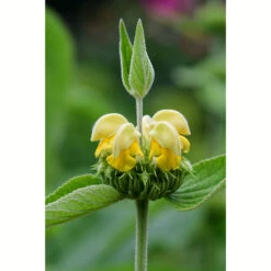 Gul Lejonsvans, 6-pack -Hot Sale Wexthuset Store krukodlad gul lejonsvans 1