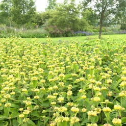 Gul Lejonsvans, 6-pack -Hot Sale Wexthuset Store krukodlad gul lejonsvans 2