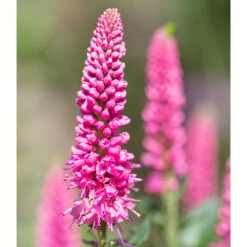 Hälllveronika 'First Love', 3-pack -Hot Sale Wexthuset Store krukodlad halllveronika first love 1