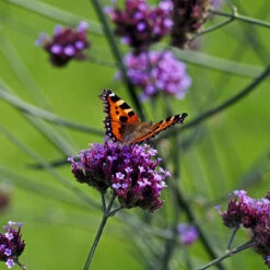 Jätteverbena Verbena Bonariensis, 6-pack -Hot Sale Wexthuset Store krukodlad jatteverbena verbena bonariensis 1