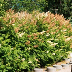 Liten Rönnspirea 'Maia' E-planta, 10-pack -Hot Sale Wexthuset Store krukodlad liten ronnspirea maia e planta 2