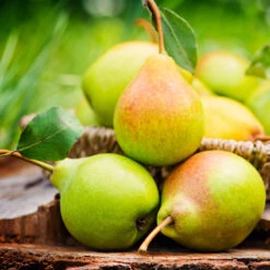 Päron 'Carola'PBR E - M Uppbindn -Hot Sale Wexthuset Store krukodlad paron carola pbr e narbild