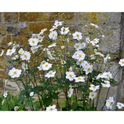 Höstanemon 'Honorine Jobert', 3-pack -Hot Sale Wexthuset Store krukodlad perenn hostanemon honorine jobert 2