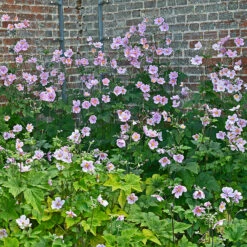 Höstanemon 'Robustissima', 3-pack -Hot Sale Wexthuset Store krukodlad perenn hostanemon robustissima 1