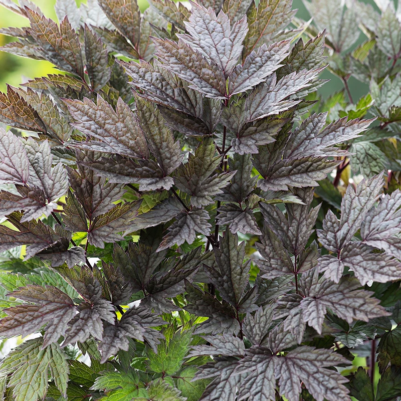 Höstsilverax 'Brunette', 3-pack 4 Höstsilverax 'Brunette', 3-pack - Image 2