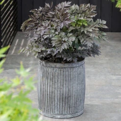 Höstsilverax 'Brunette', 3-pack 7 Höstsilverax 'Brunette', 3-pack -Hot Sale Wexthuset Store krukodlad perenn hostsilverax brunette 2