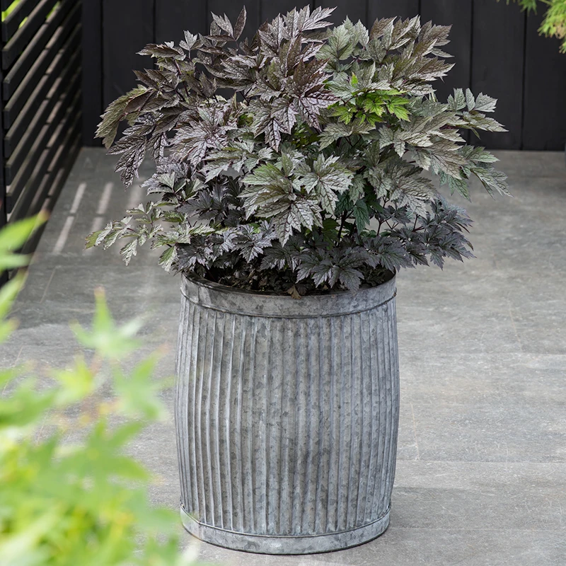 Höstsilverax 'Brunette', 3-pack 5 Höstsilverax 'Brunette', 3-pack - Image 3