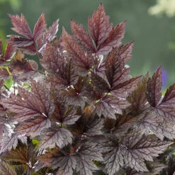 Höstsilverax 'Pink Spike', 3-pack -Hot Sale Wexthuset Store krukodlad perenn hostsilverax pink spike 1