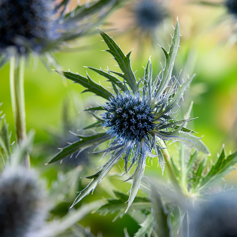 Rysk Martorn, 6-pack 4 Rysk Martorn, 6-pack - Image 2