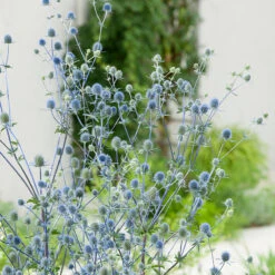 Rysk Martorn, 6-pack 7 Rysk Martorn, 6-pack -Hot Sale Wexthuset Store krukodlad perenn rysk martorn 2