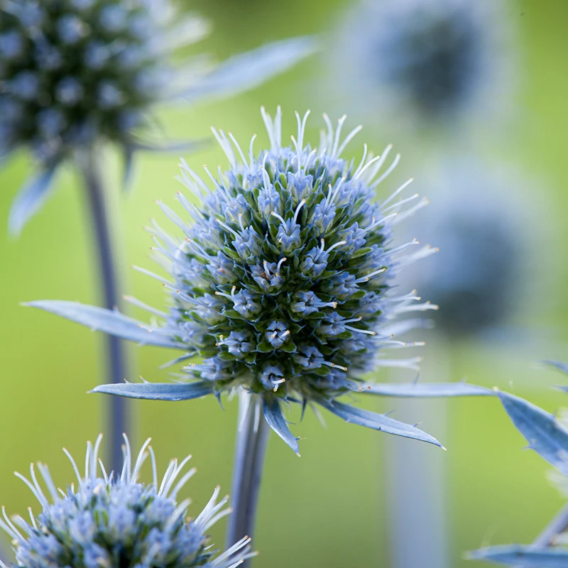 Rysk Martorn, 6-pack 3 Rysk Martorn, 6-pack