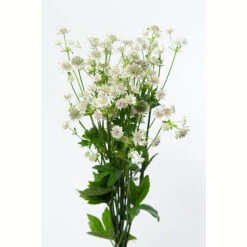 Stjärnflocka 'Star Of Billion', 3-pack -Hot Sale Wexthuset Store krukodlad perenn stjarnflocka star of billion 1