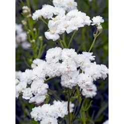 Vitpytta 'The Pearl', 6-pack 5 Vitpytta 'The Pearl', 6-pack -Hot Sale Wexthuset Store krukodlad perenn vitpytta the pearl 1