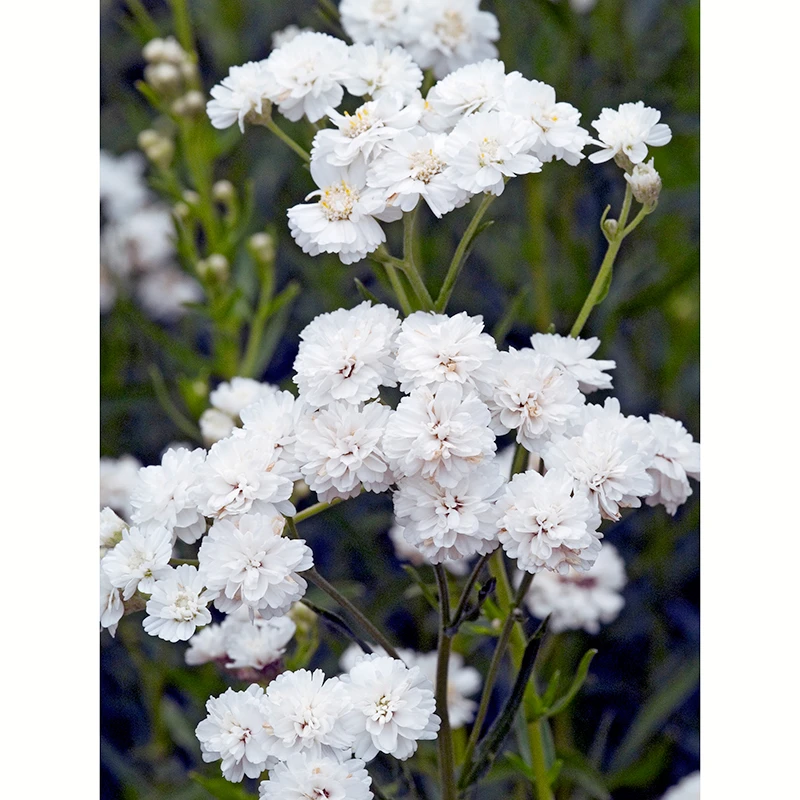 Vitpytta 'The Pearl', 6-pack 4 Vitpytta 'The Pearl', 6-pack - Image 2