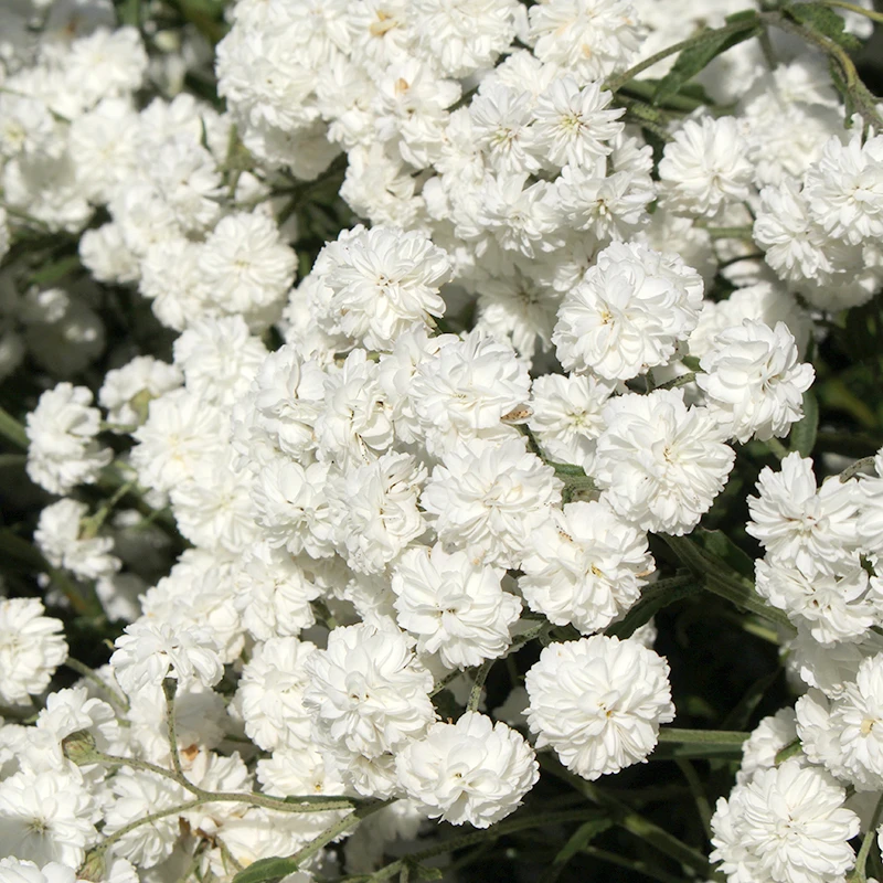 Vitpytta 'The Pearl', 6-pack 3 Vitpytta 'The Pearl', 6-pack