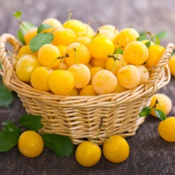 Plommon 'Elin' - M Uppbindn -Hot Sale Wexthuset Store krukodlad plommon elin 1