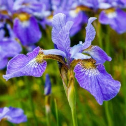 Rabattiris 'Blue King', 6-pack -Hot Sale Wexthuset Store krukodlad rabattiris blue king 1