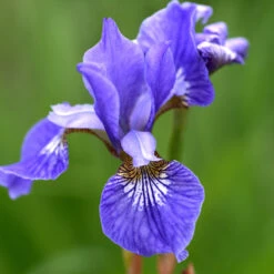 Rabattiris 'Blue King', 6-pack -Hot Sale Wexthuset Store krukodlad rabattiris blue king narbild