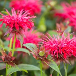 Temynta 'Bee-Happy', 15-pack 5 Temynta 'Bee-Happy', 15-pack -Hot Sale Wexthuset Store krukodlad temynta bee happy 1 1