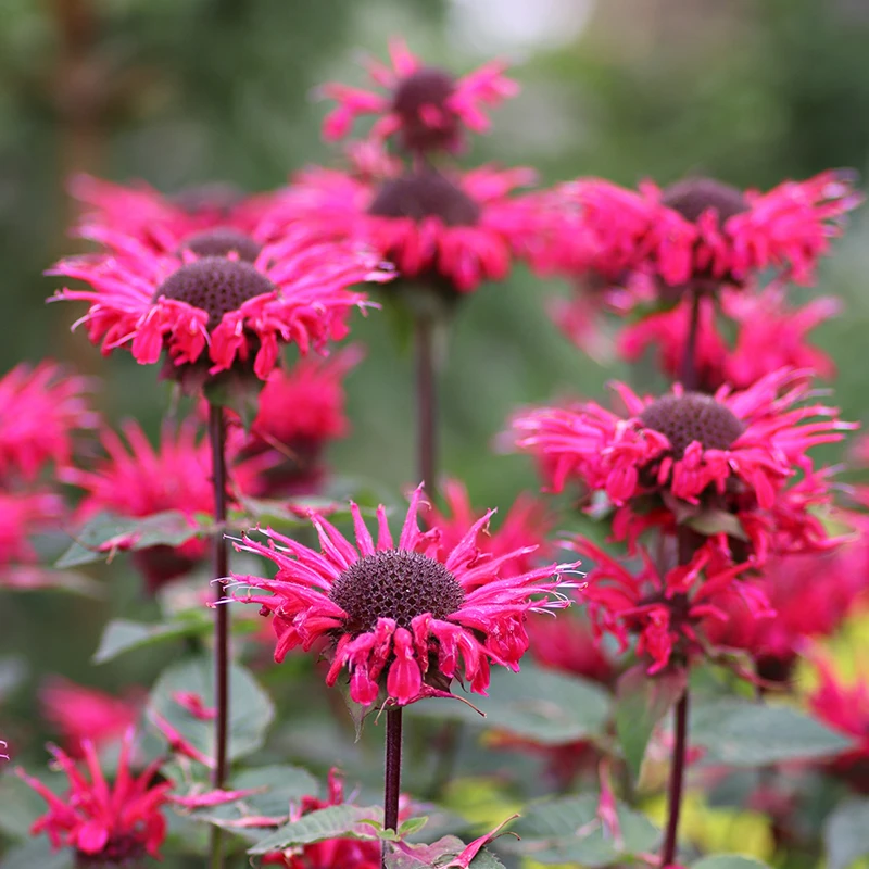 Temynta 'Bee-Happy', 15-pack 3 Temynta 'Bee-Happy', 15-pack