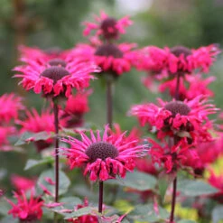 Temynta 'Bee-Happy', 6-pack