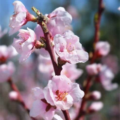 Nektarin 'Madame Blanchet' -Hot Sale Wexthuset Store krukodlat frukttrad nektarin madame blanchet 2