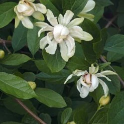 Kryddbuske 'Venus', 5-pack -Hot Sale Wexthuset Store kryddbuske venus 3