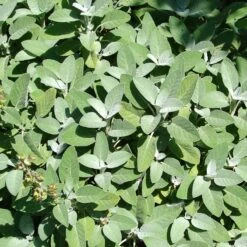 Kryddsalvia 'Berggarten', 6-pack