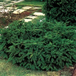 Krypidegran 'Repandens' 20-25 Cm