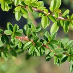 Krypoxbär 'Coral Beauty', 20-40 Cm 10-pack -Hot Sale Wexthuset Store krypoxbar coral beauty 2 1