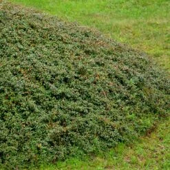 Krypoxbär 'Coral Beauty', 20-40 Cm 100-pack