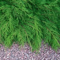 Kryptuja, 3-pack -Hot Sale Wexthuset Store kryptuja 2 2