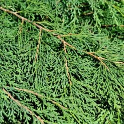 Kryptuja, 3-pack -Hot Sale Wexthuset Store kryptuja 3 2