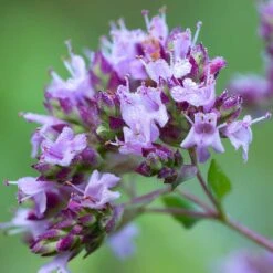 Kungsmynta, 6-pack 6 Kungsmynta, 6-pack -Hot Sale Wexthuset Store kungsmynta 2