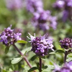 Kungsmynta, 6-pack 7 Kungsmynta, 6-pack -Hot Sale Wexthuset Store kungsmynta 3