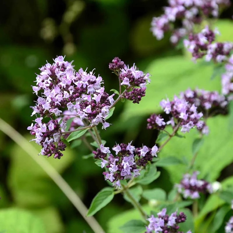 Kungsmynta, 6-pack 3 Kungsmynta, 6-pack