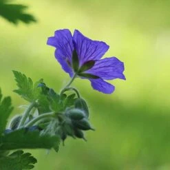 Kungsnäva, 6-pack -Hot Sale Wexthuset Store kungsnava 2