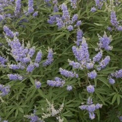 Kyskhetsträd/munkpeppar, 5-pack