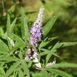 Kyskhetsträd/munkpeppar, 1-pack -Hot Sale Wexthuset Store kyskhetstrad munkpeppar 2 2