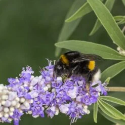 Kyskhetsträd/munkpeppar, 3-pack -Hot Sale Wexthuset Store kyskhetstrad munkpeppar 3