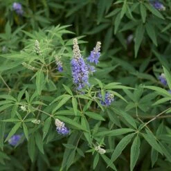 Kyskhetsträd/munkpeppar, 1-pack -Hot Sale Wexthuset Store kyskhetstrad munkpeppar 4 2