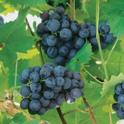 Labruskavin 'Nordica'