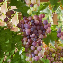 Labruskavin 'Vanessa'