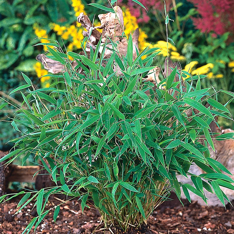 Låg Bergbambu 'Tiny' 30+cm 3 Låg Bergbambu 'Tiny' 30+cm