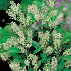 Lagerhägg -Hot Sale Wexthuset Store lagerhagg 3