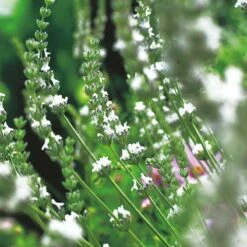 Lavendel 'Edelweiss', 6-pack -Hot Sale Wexthuset Store lavendel edelweiss 2