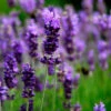 Lavendel 'Hidcote', 6-pack